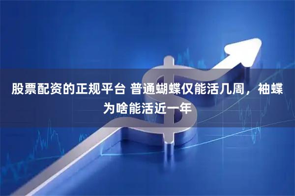 股票配资的正规平台 普通蝴蝶仅能活几周，袖蝶为啥能活近一年